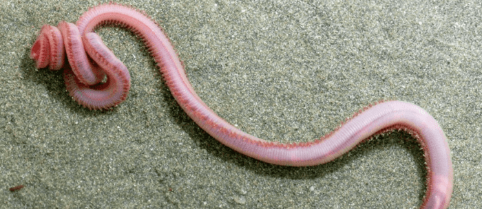 Worm Hunters in the state of Maine bring in over 5 million dollars every season hunting bloodworms, and long term travelers are migrating to the state of maine every summer to fill their travel funds for the next year of travel.