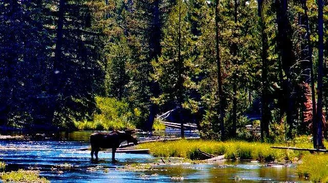 Alaskan Moose Travel Adventures