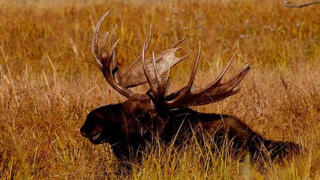 Alaskan Moose Adventure travel destination ideas