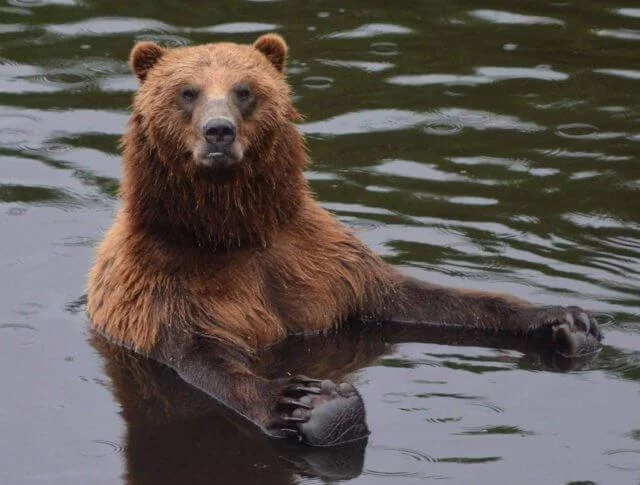 Bear Travel Adventures in Alaska