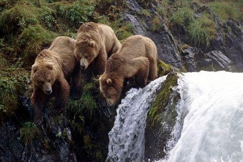 Kenai Alaskan Grizzly Fishing Travel Adventures