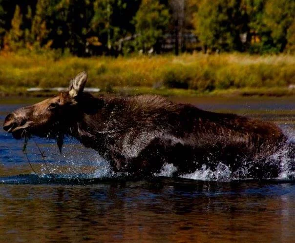 Alaska Travel Stories with a moose
