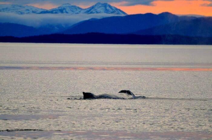 Travel Adventures with Whales in ALaska