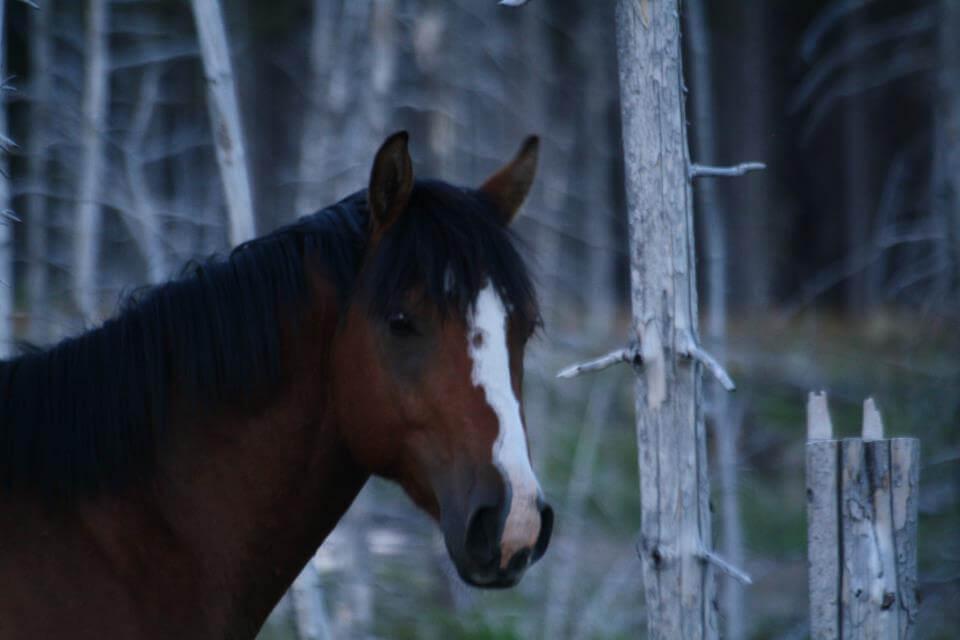 The equestrian center is a family friendly thing to do in whitefish montana that costs nothing.