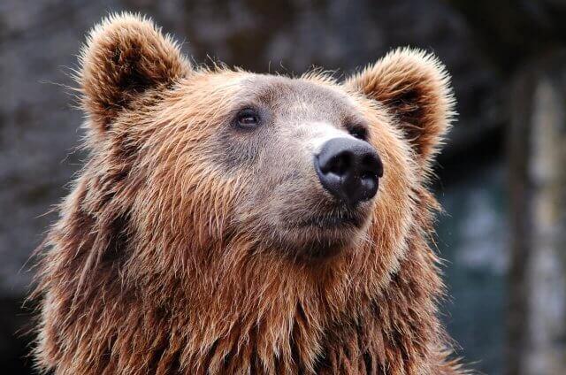 Glacier National Park Brown Bear