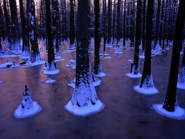 Minnesota may get cold, and winter camping may have some benefits but none of the Minnesota campgrounds can display the beauty of a frozen cyprus swamp.  