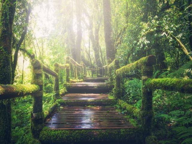 The moss covered forest of the Pacific Northwest make everything more pretty.  Unlike the bland boring campgrounds of Minnesota.  